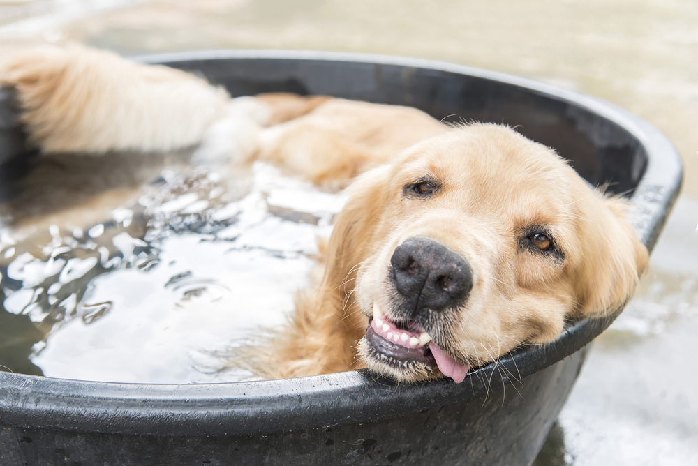 Dog,In,Pool,At,Summer,,Shallow,Focus