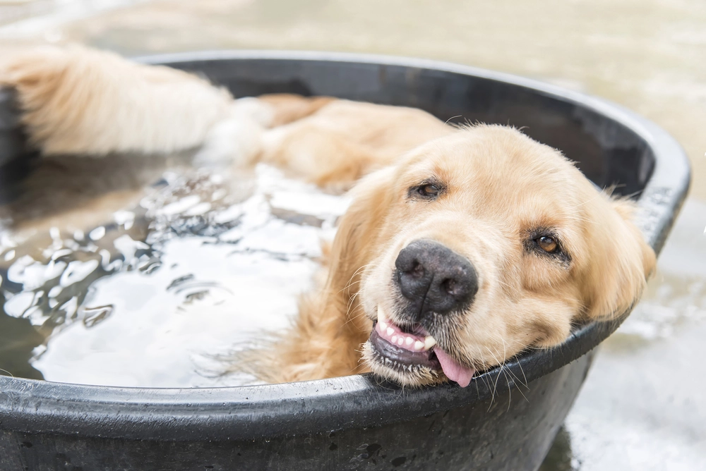 Dog,In,Pool,At,Summer,,Shallow,Focus
