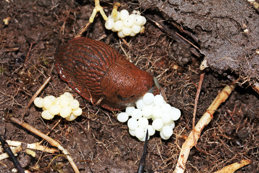 snail, eggs, snegl, snegleegg, snegleæg, dræbersnegl, drepersnegl, brunsnegl