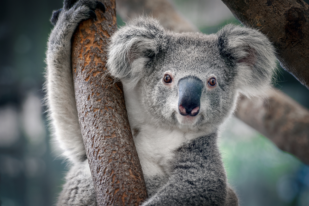 Koala Bear, Australia, animal
