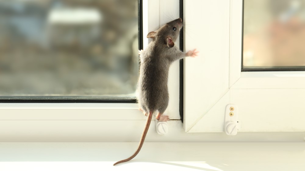 mouse mus