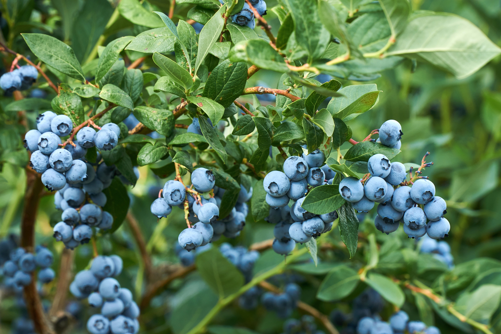 Blueberries, Heidelbeeren, Blåbær