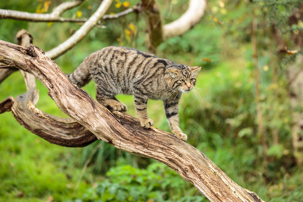 scottish, wildcat, mountain, tiger, skotsk, villkatt, vildkat