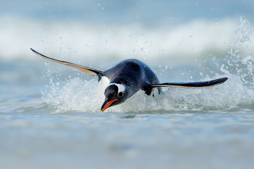 Gentoo,Penguin,Pygoscelis,Papua,Diving,Pingvin