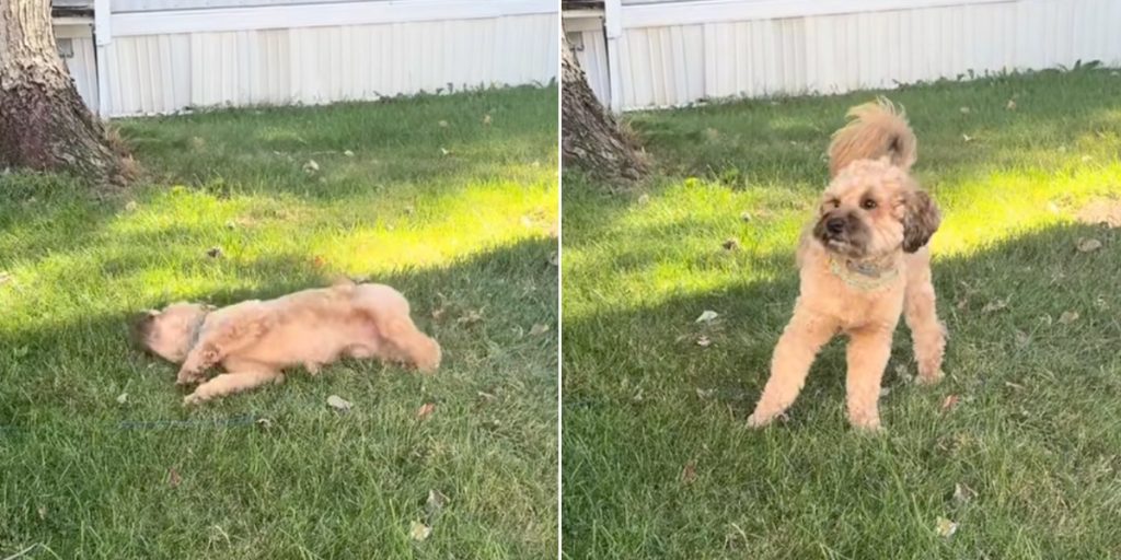 Kvinde tror, at hun filmer sød video af sin hund: Er slet ikke forberedt på, hvad der så sker