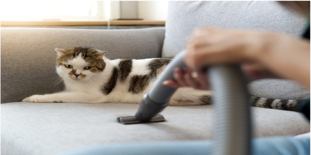 sofa cleaning cat vaccum