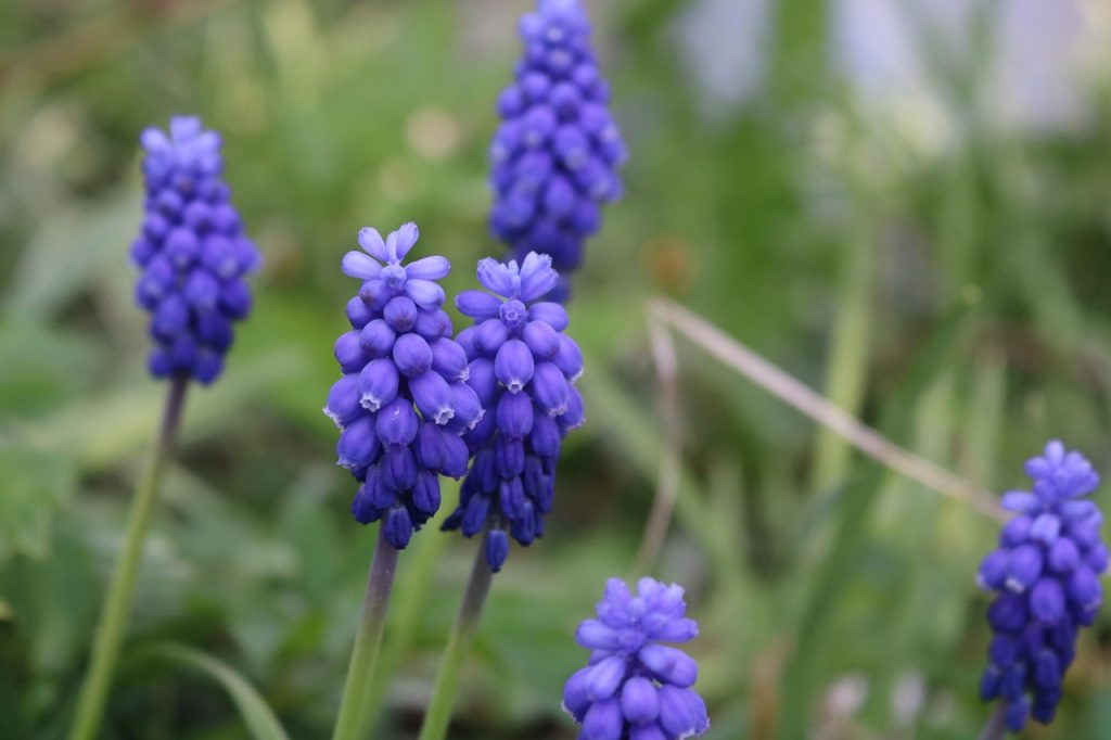 traubenhyazinthen - blomst-flower
