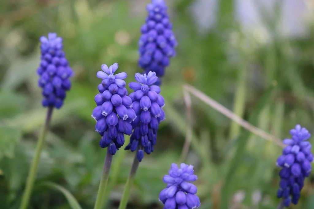 traubenhyazinthen - blomst-flower