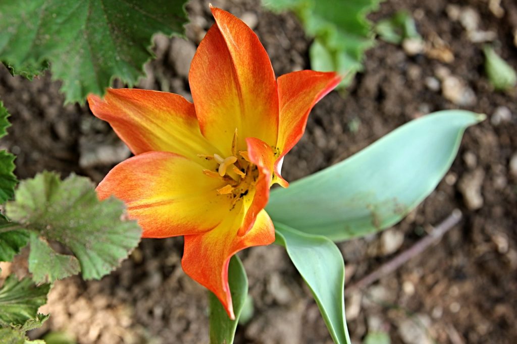 tulip-blomst -flower