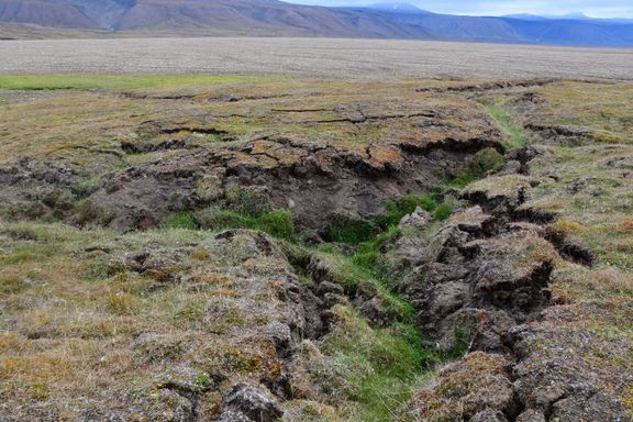Tundra, Svalbard