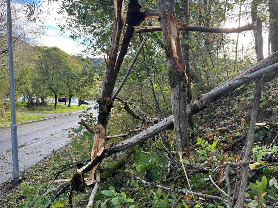 Stormen Amy, uvær, uvejr, storm, vind, ødelagte træer, wind destroy trees