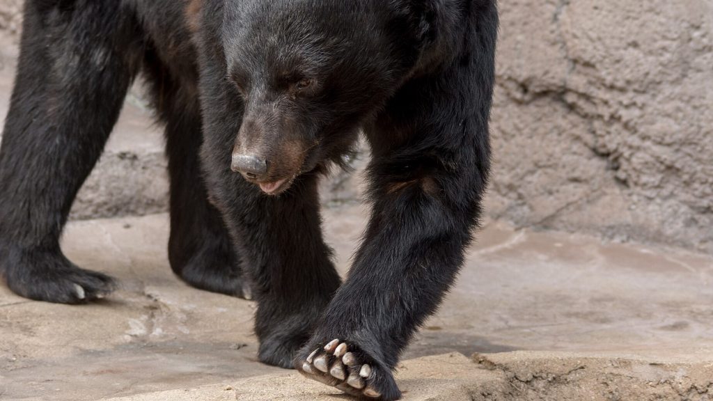 Asian black bear