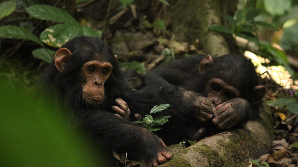 Chimps in Gombe, monkey