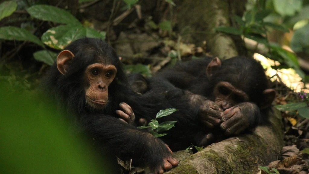 Chimps in Gombe, monkey