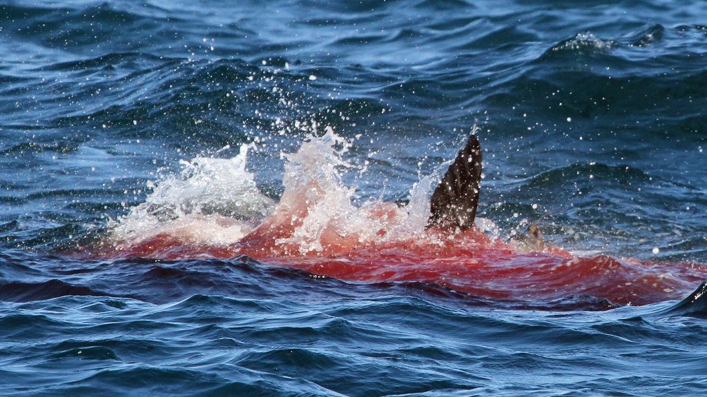 Great White Shark attacking a Sea Lion