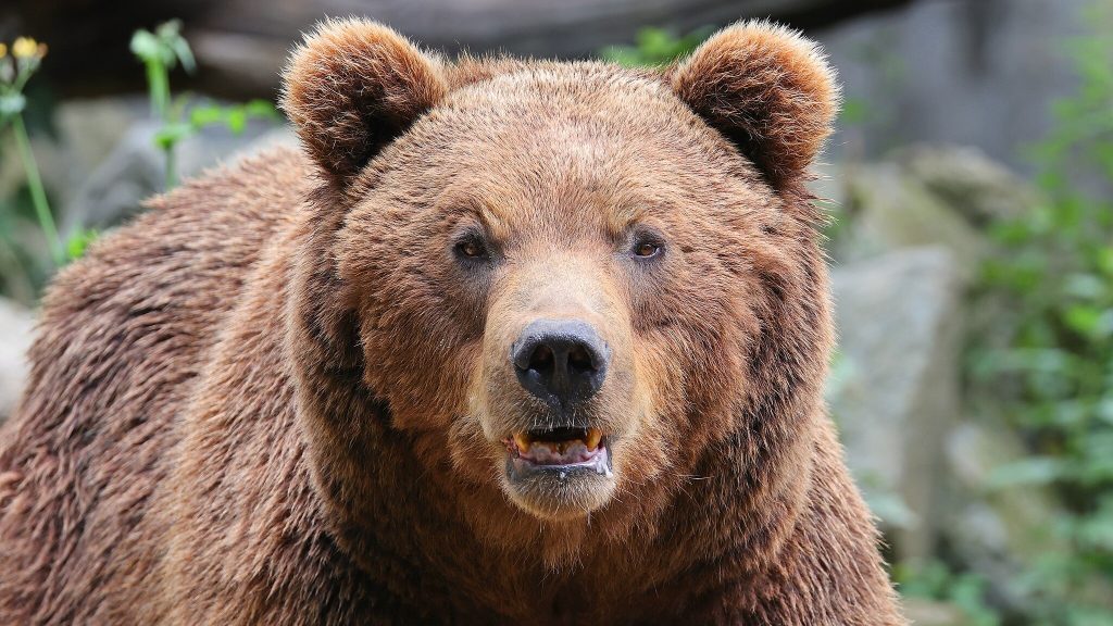 Brown bear