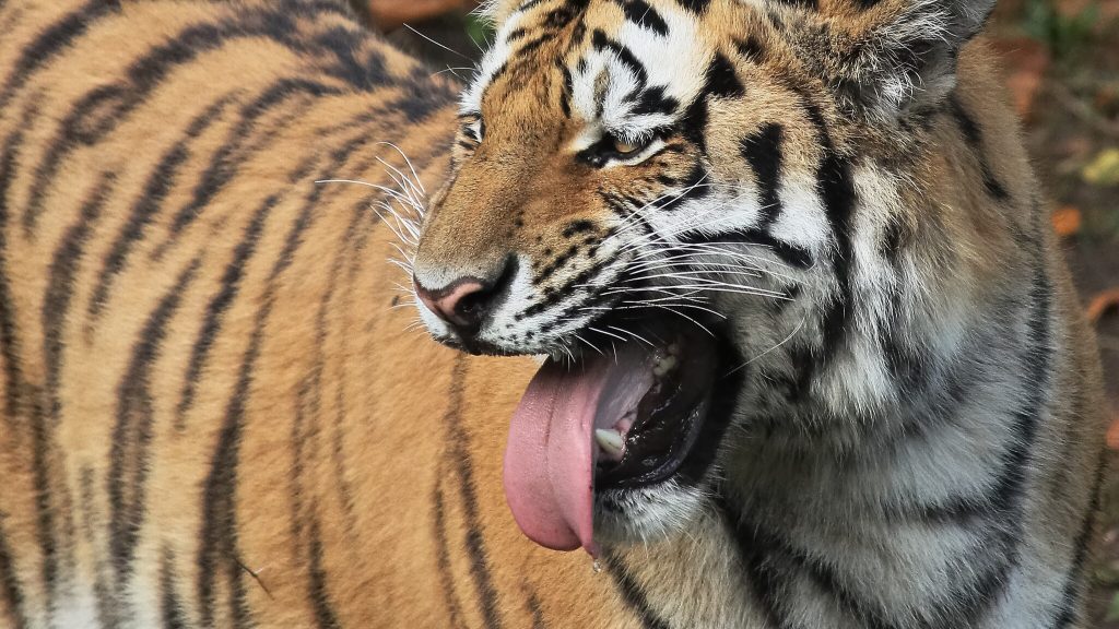 flehmen reaction tiger