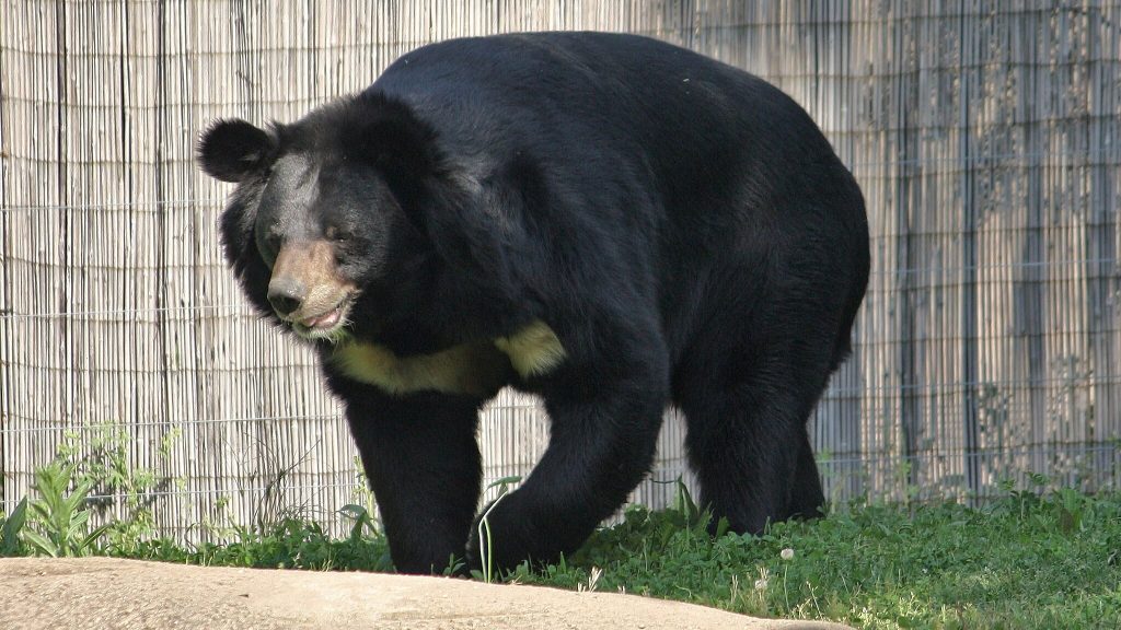 Asiatic Black Bear