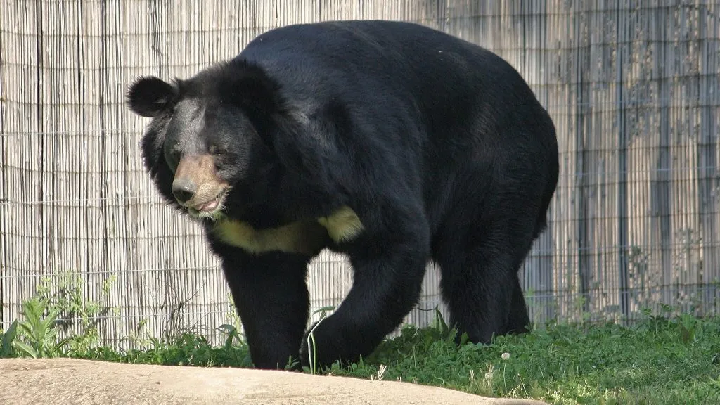Asiatic Black Bear