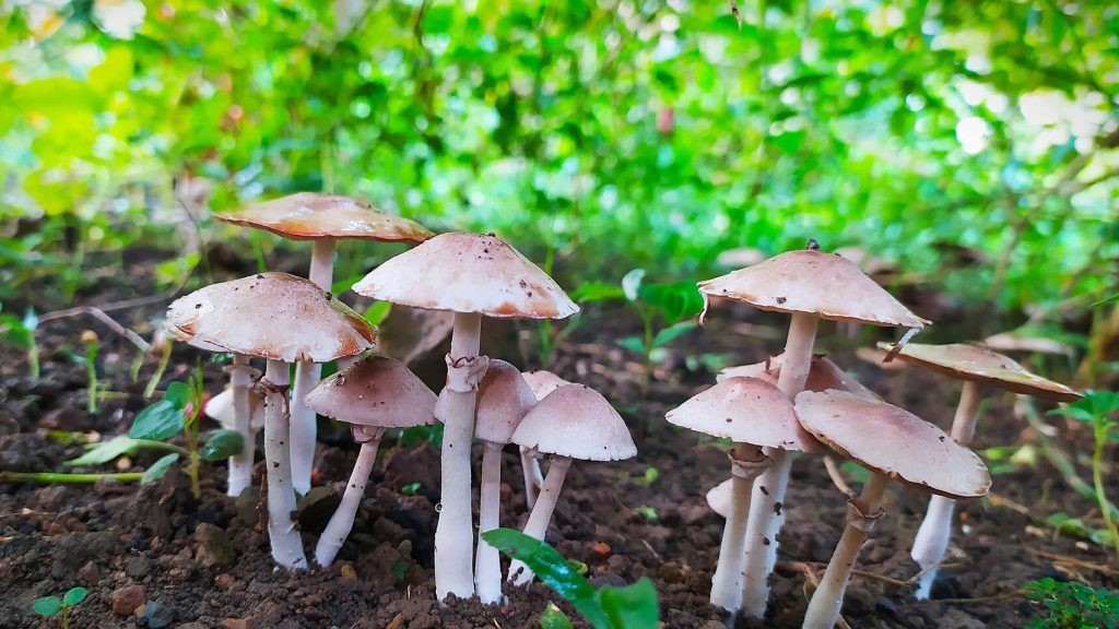 Wild Mushroom in the garden