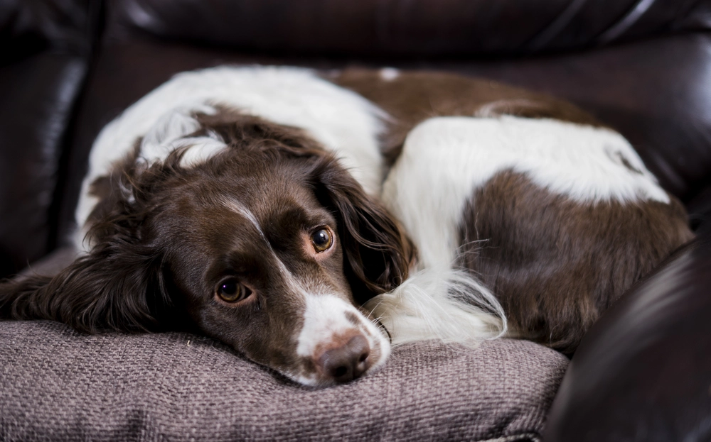 Kan en hund ‘glemme’ sin ejer? Forskning givet et klart svar