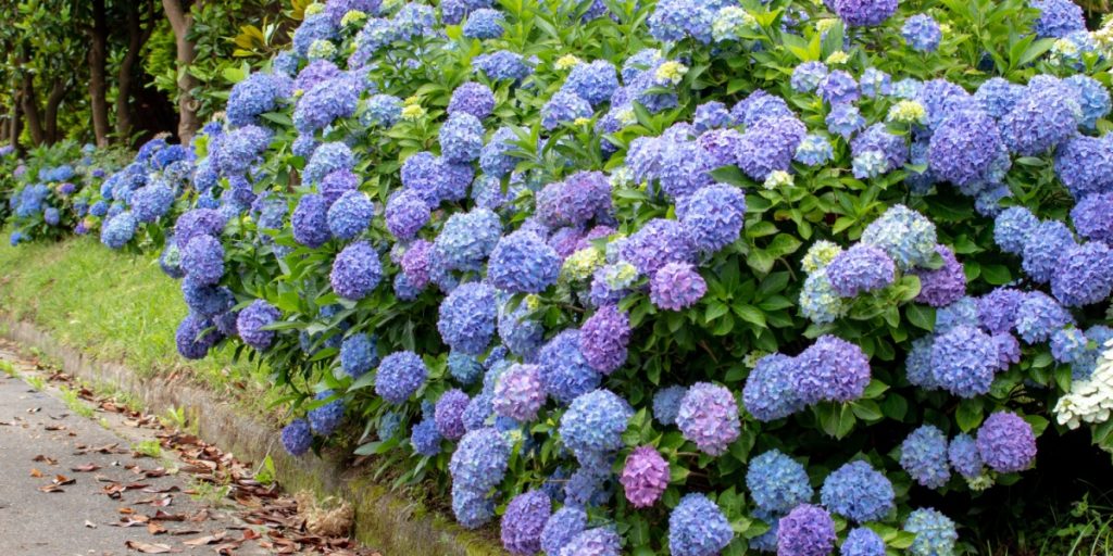 blomster