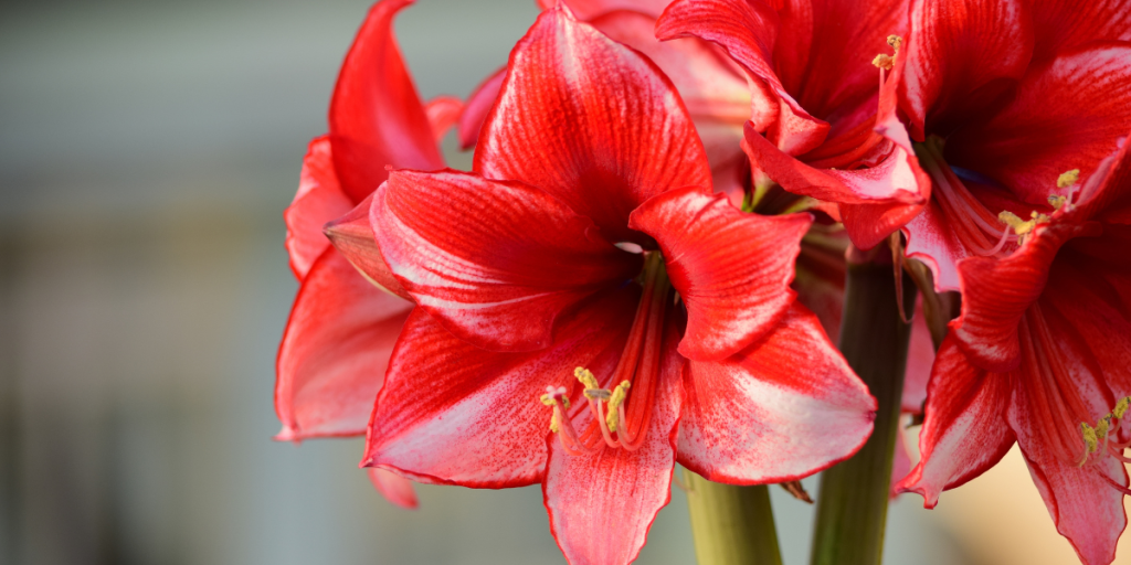 Amaryllis blomst jul