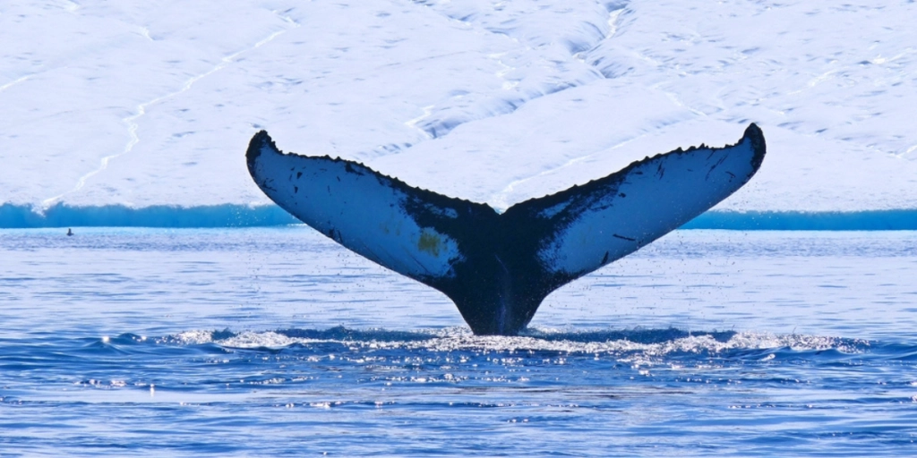 Gr&oslash;nland-Greenland