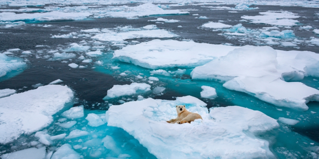 Greenland-Grønland-Isbjørn-Polar bear