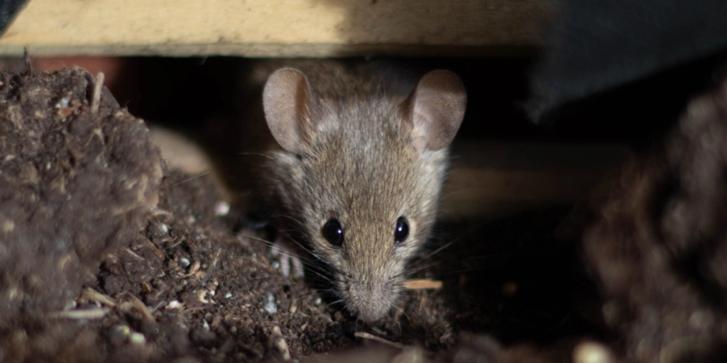 Trench rodents-Mice