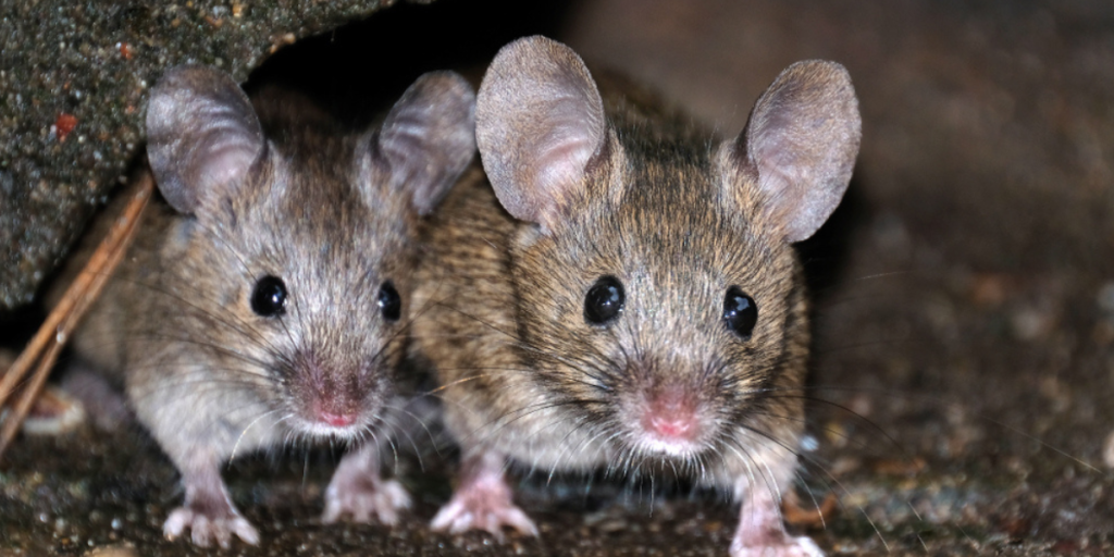 Mus-Mice