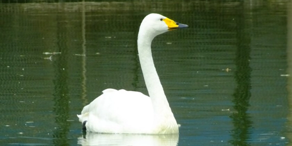Goose