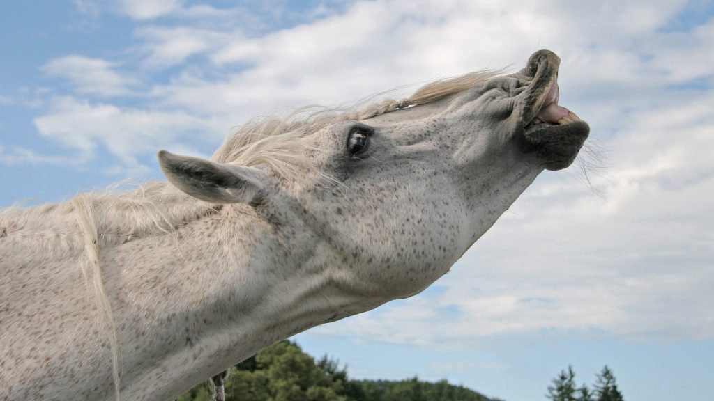 flehmen reaction horse