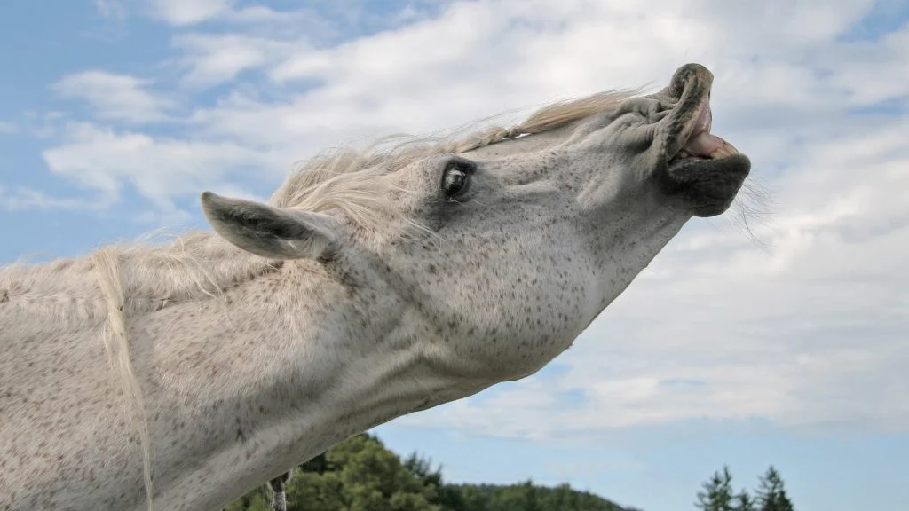 flehmen reaction horse