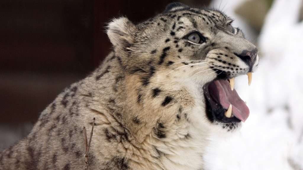 snow leopard