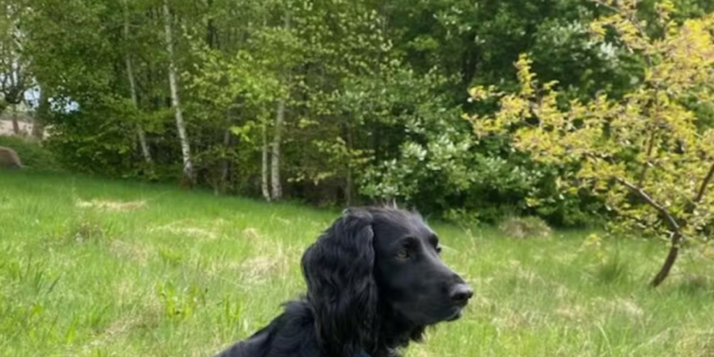 Hund, dog