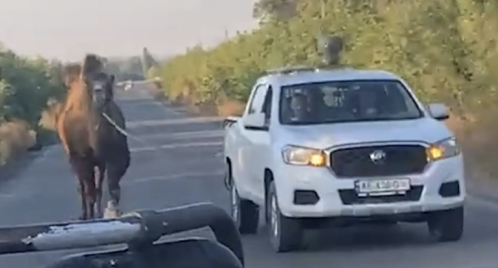 Putins ”krigskamel” räddat av ukrainska soldater