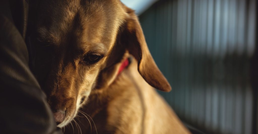 Hund, dog, scared