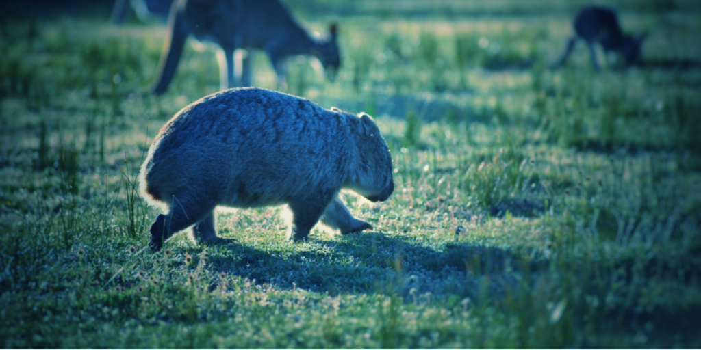 Wombat
