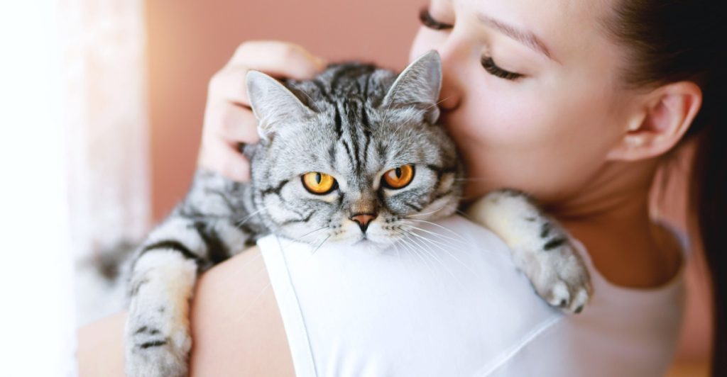 Cat, katt