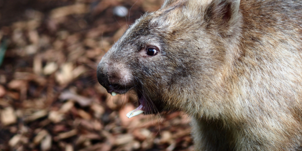 Wombat teeth