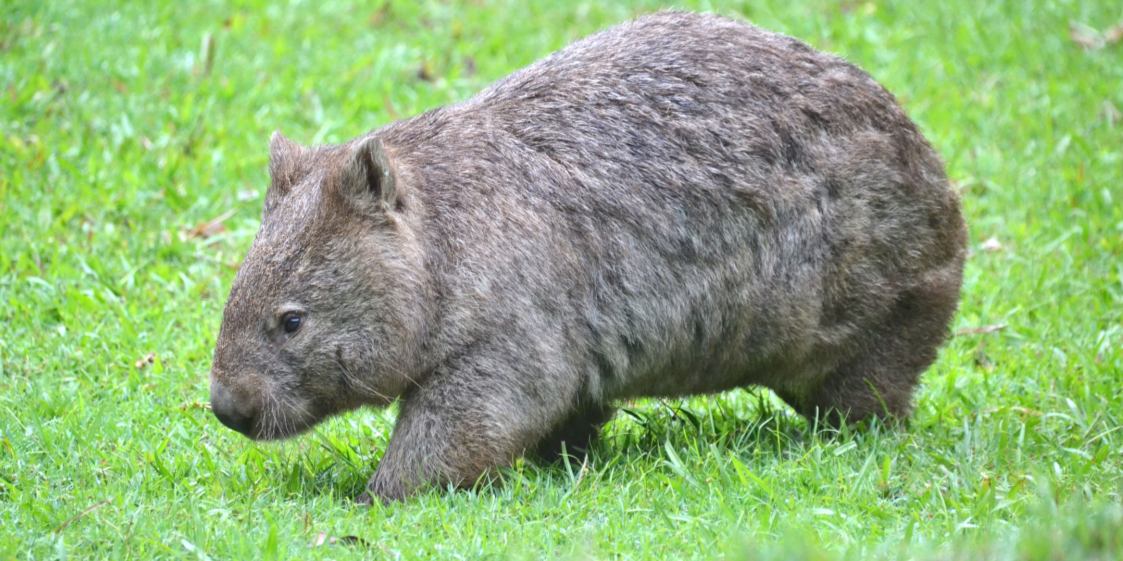 トップス wombat Discover the Unique World of Wombats – KidzNet