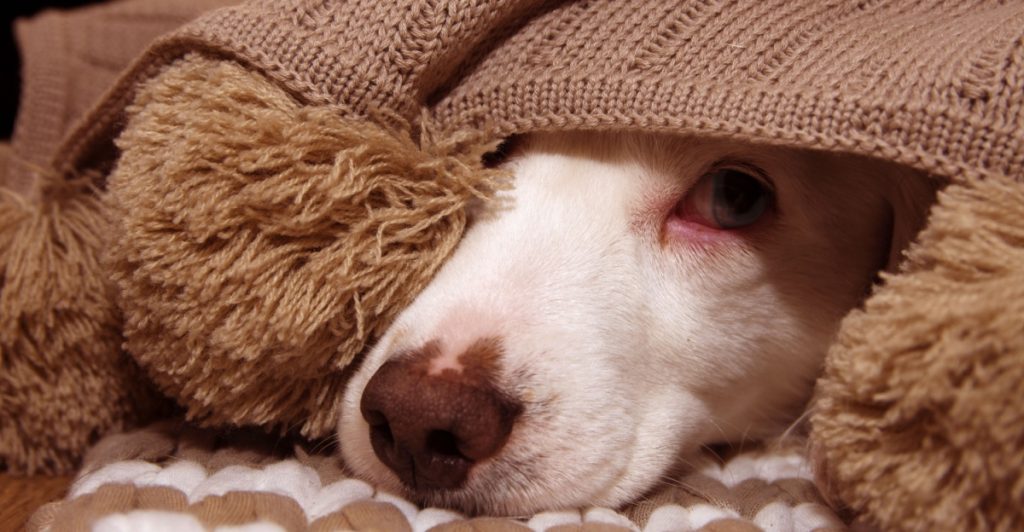 Dog scared, rädd hund