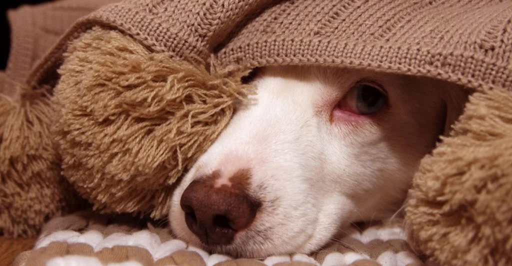 Dog scared, rädd hund