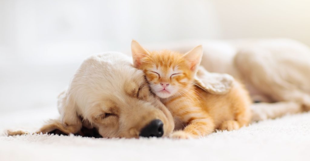 Katt, hund, cat, dog
