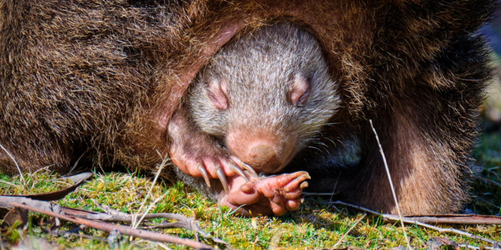 Wombat pouch