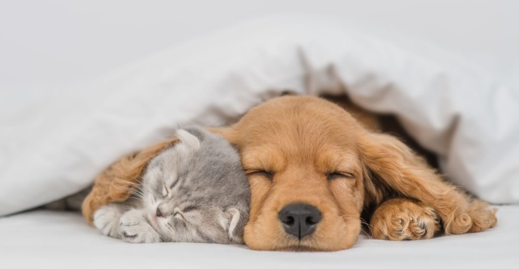 Katt, hund, cat, dog