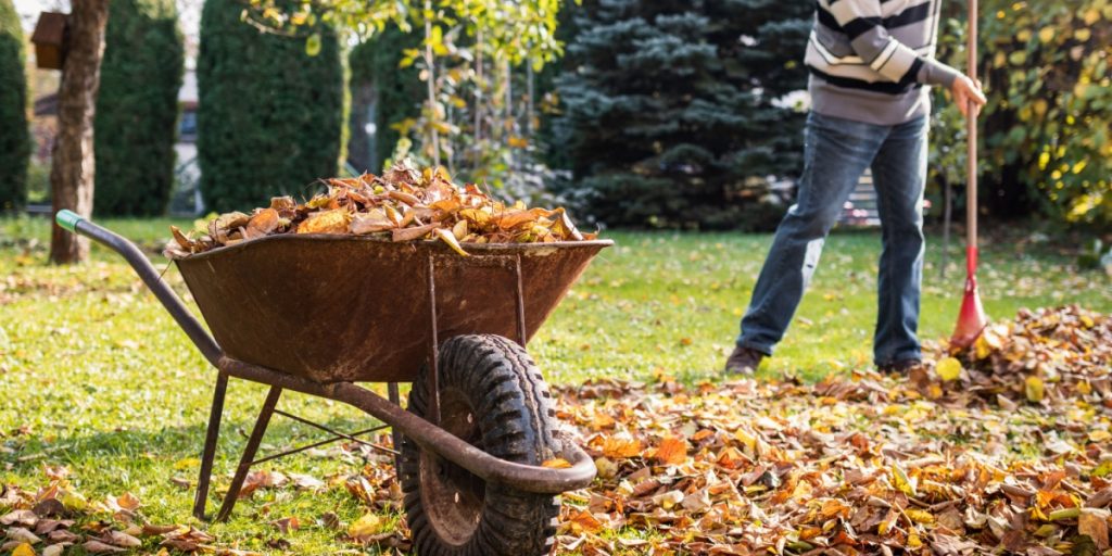 Have, efterår, blade
