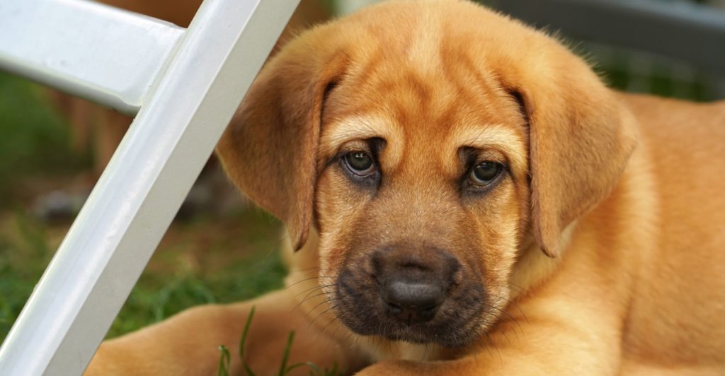 Hund, hundehvalp, puppy