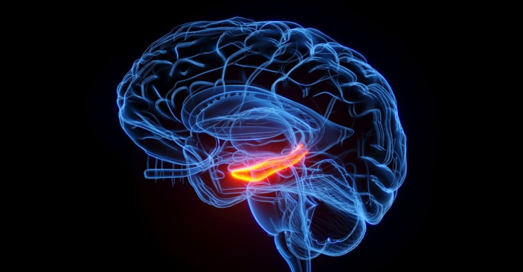 hippocampus, brain, hjärna, hjerne